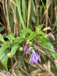 Lobelia montana