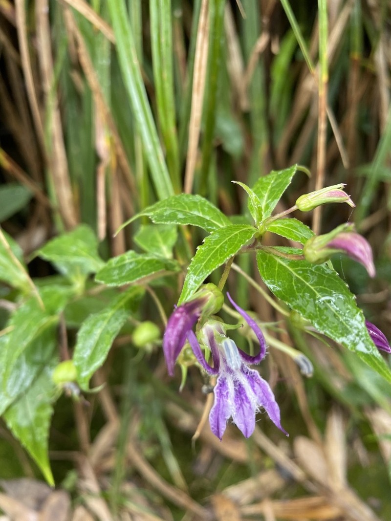 Lobelia montana
