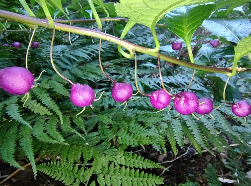 Lobelia montana photo 2