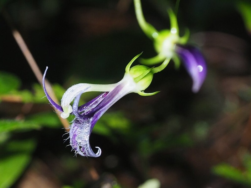 Lobelia montana photo 3