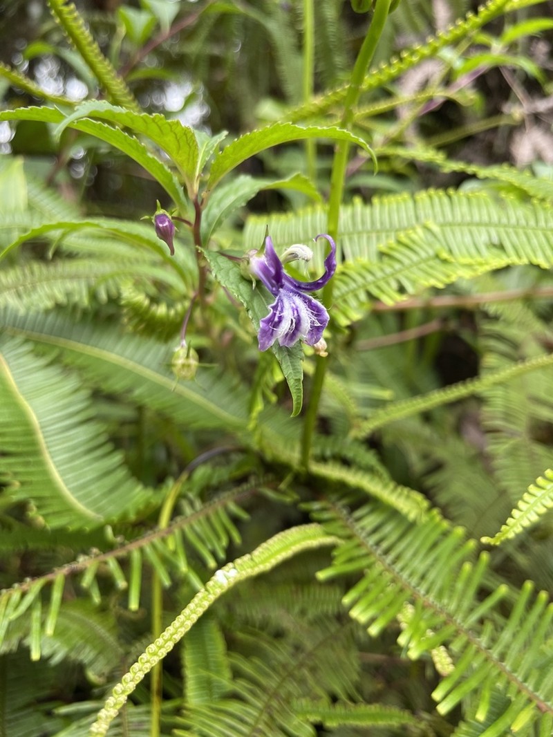 Lobelia montana photo 4