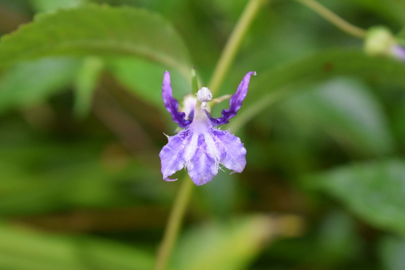 Lobelia montana photo 8