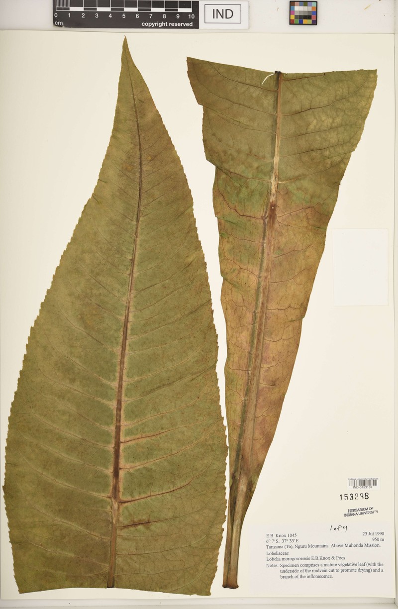 Lobelia morogoroensis