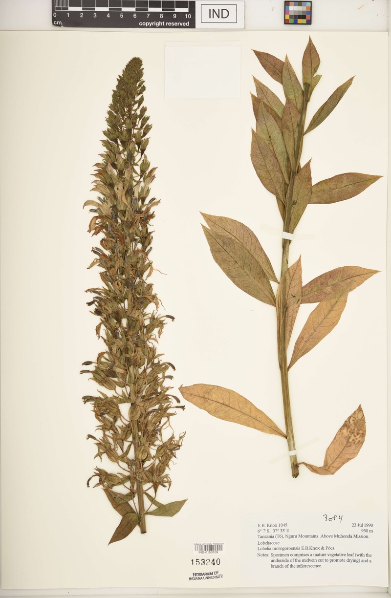 Lobelia morogoroensis photo 2