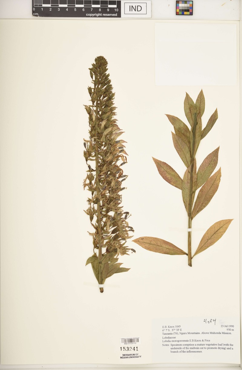 Lobelia morogoroensis photo 3
