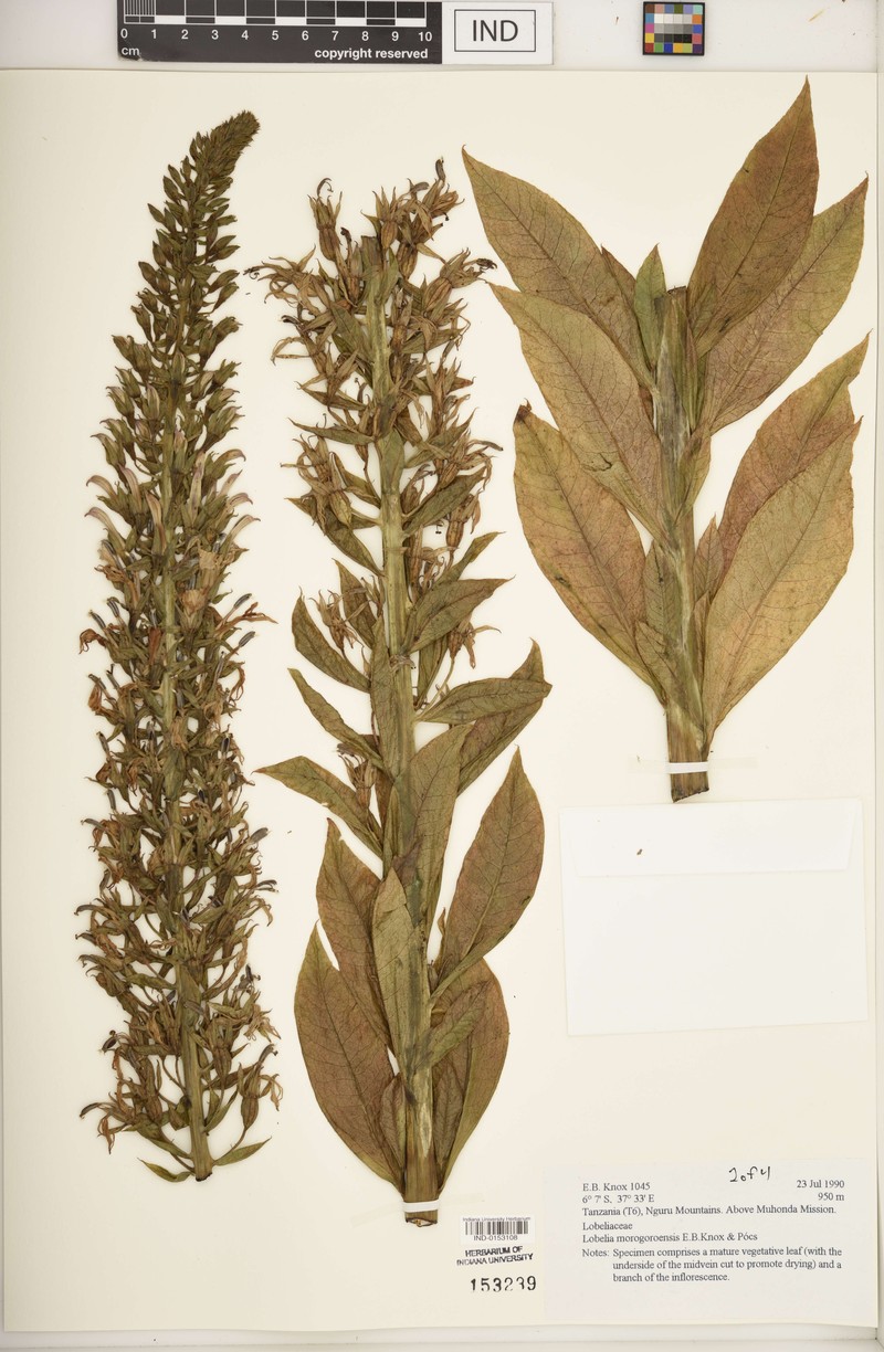 Lobelia morogoroensis photo 4