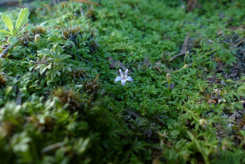 Lobelia muscoides