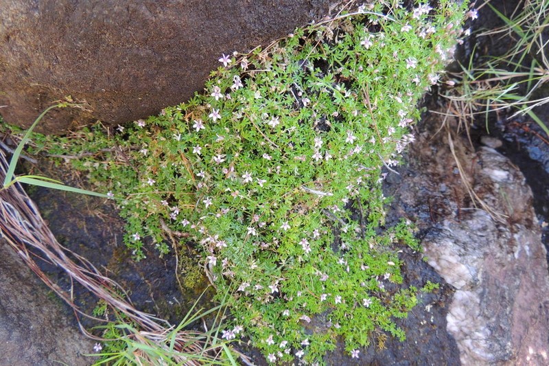 Lobelia muscoides photo 2