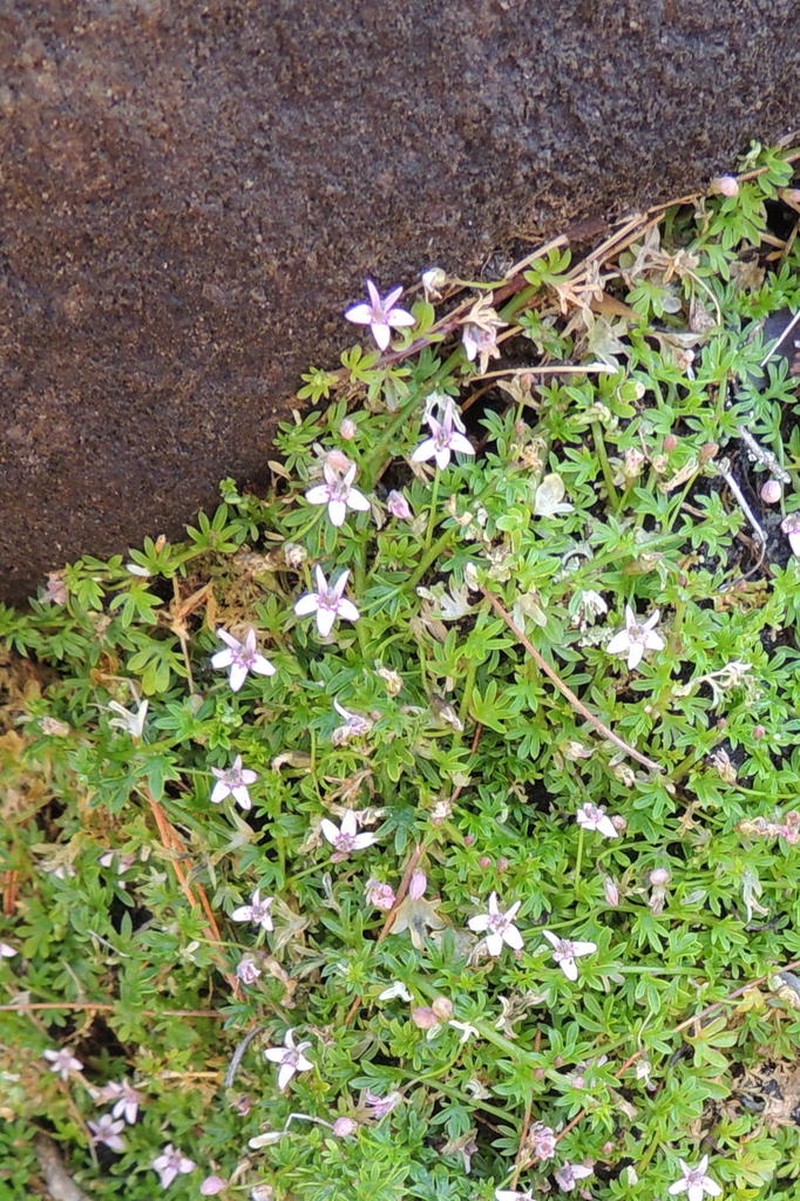 Lobelia muscoides photo 3