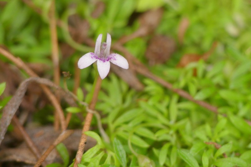 Lobelia muscoides photo 4