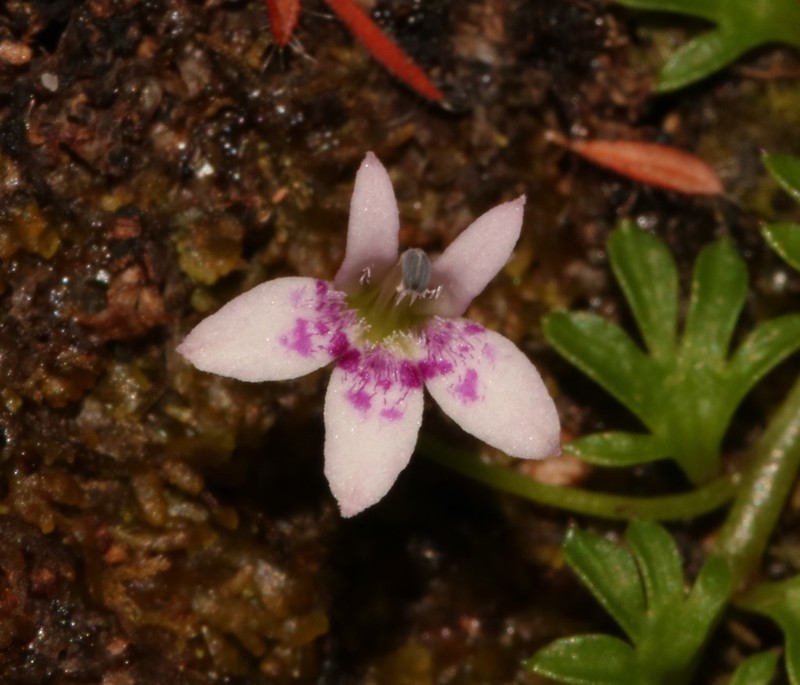 Lobelia muscoides photo 5