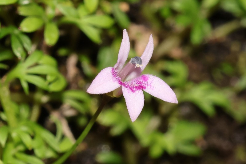 Lobelia muscoides photo 6