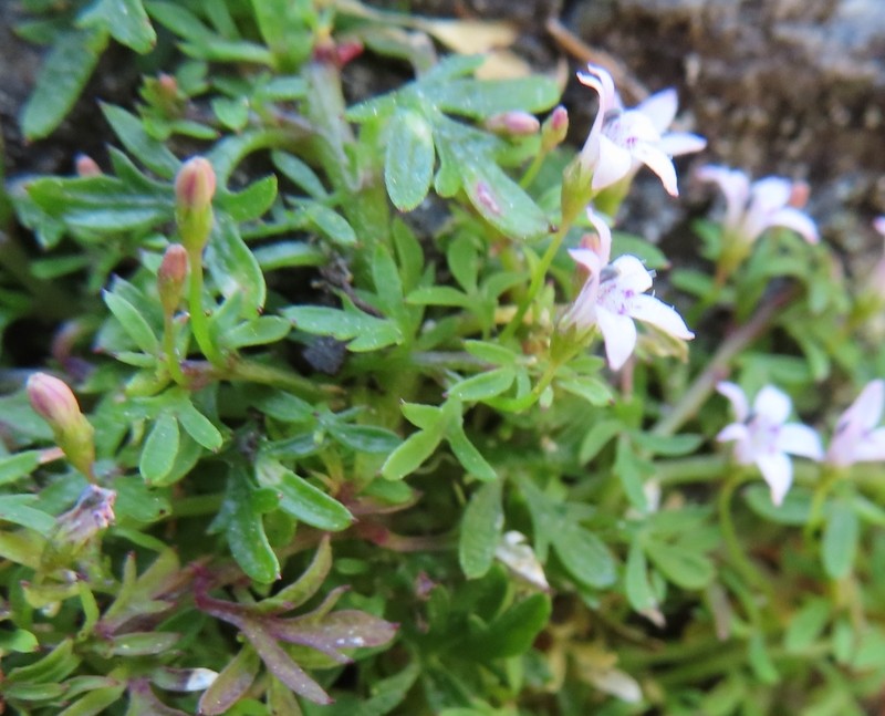 Lobelia muscoides photo 7