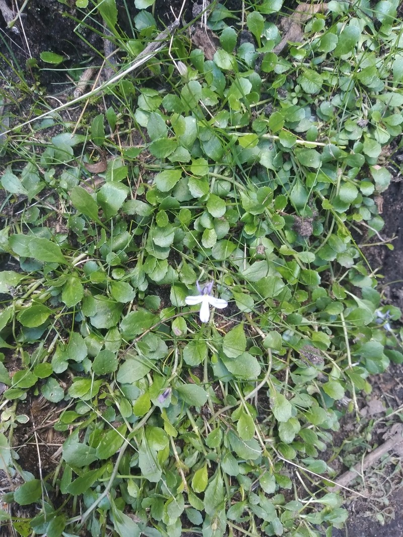 Lobelia nana