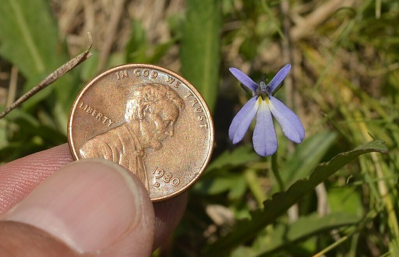 Lobelia nana photo 2