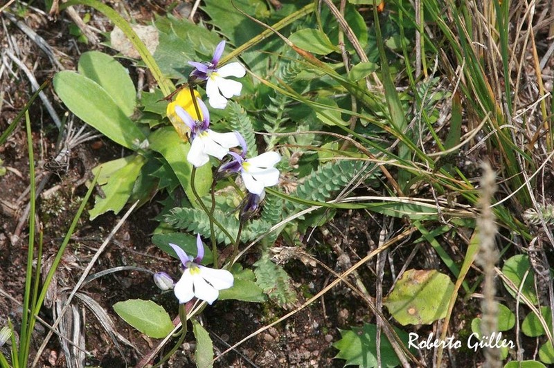 Lobelia nana photo 3