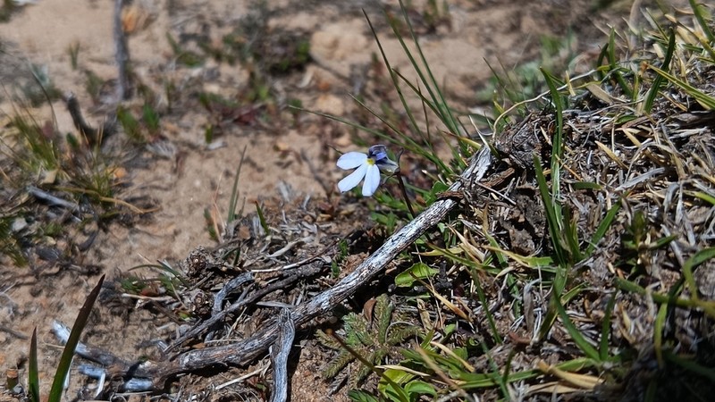 Lobelia nana photo 4