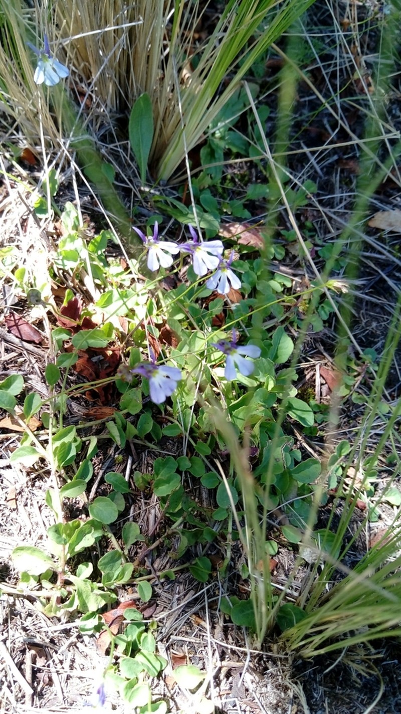 Lobelia nana photo 5