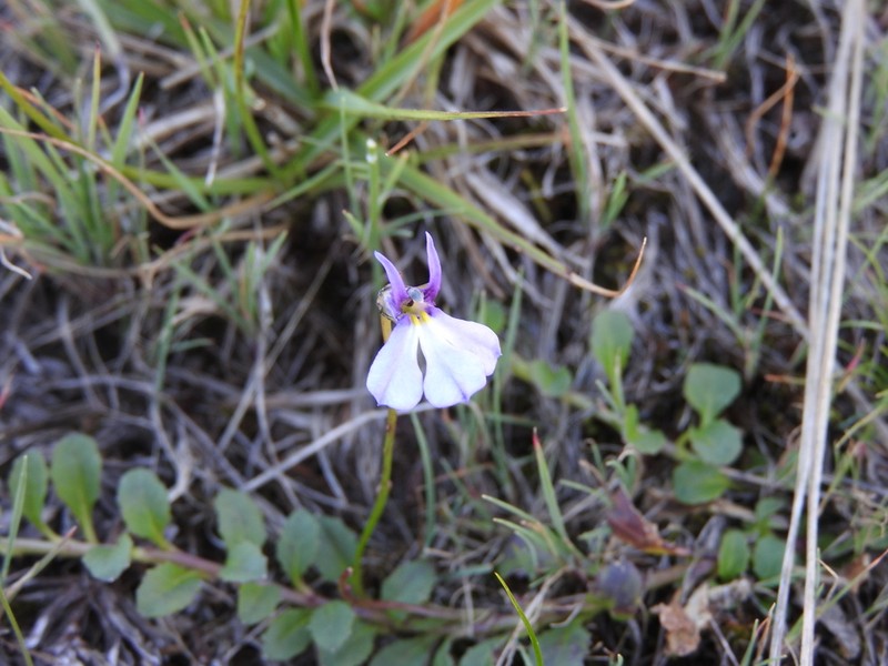 Lobelia nana photo 6