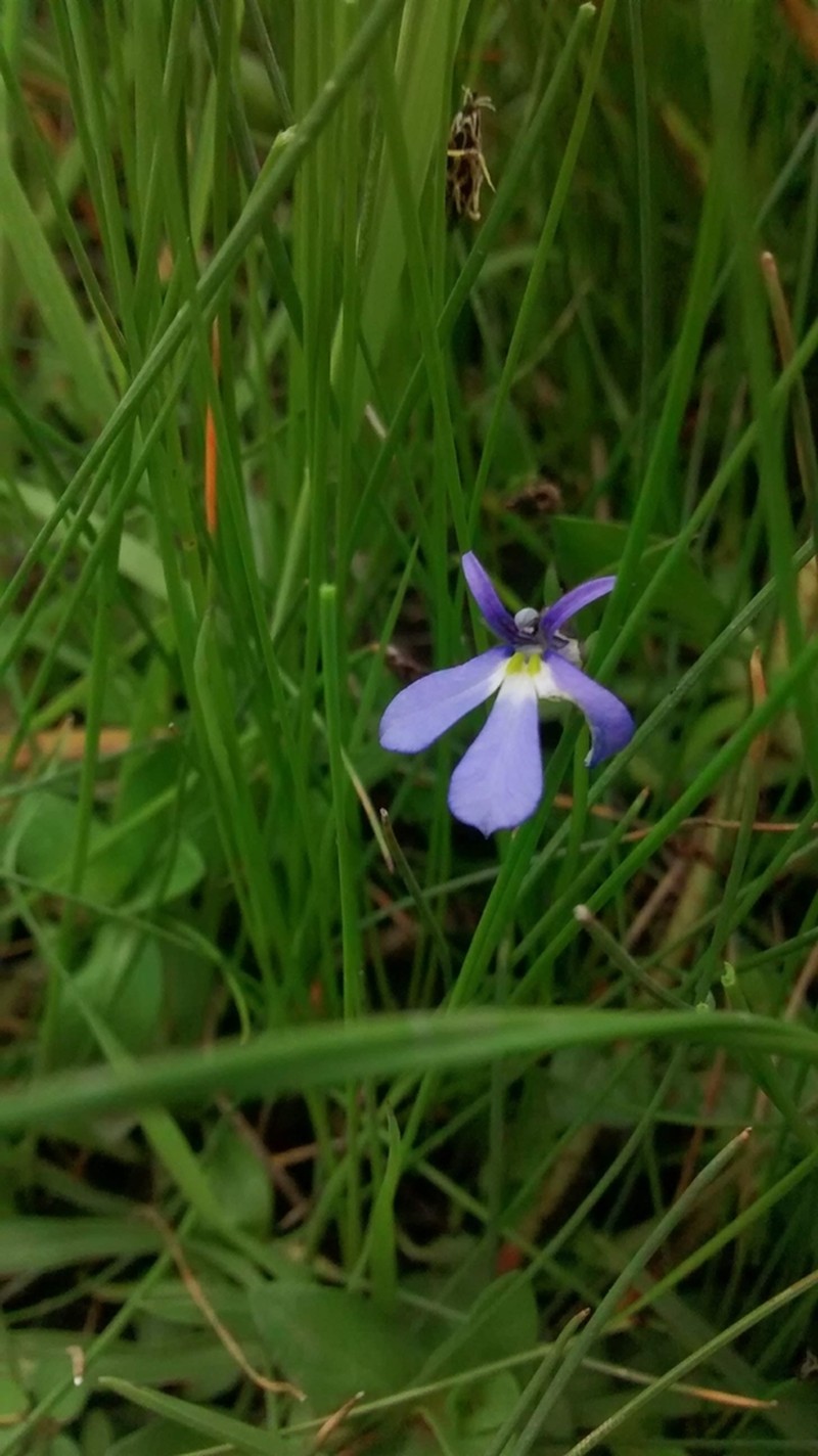 Lobelia nana photo 7