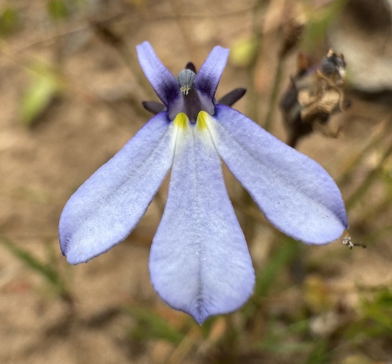 Lobelia nana photo 8