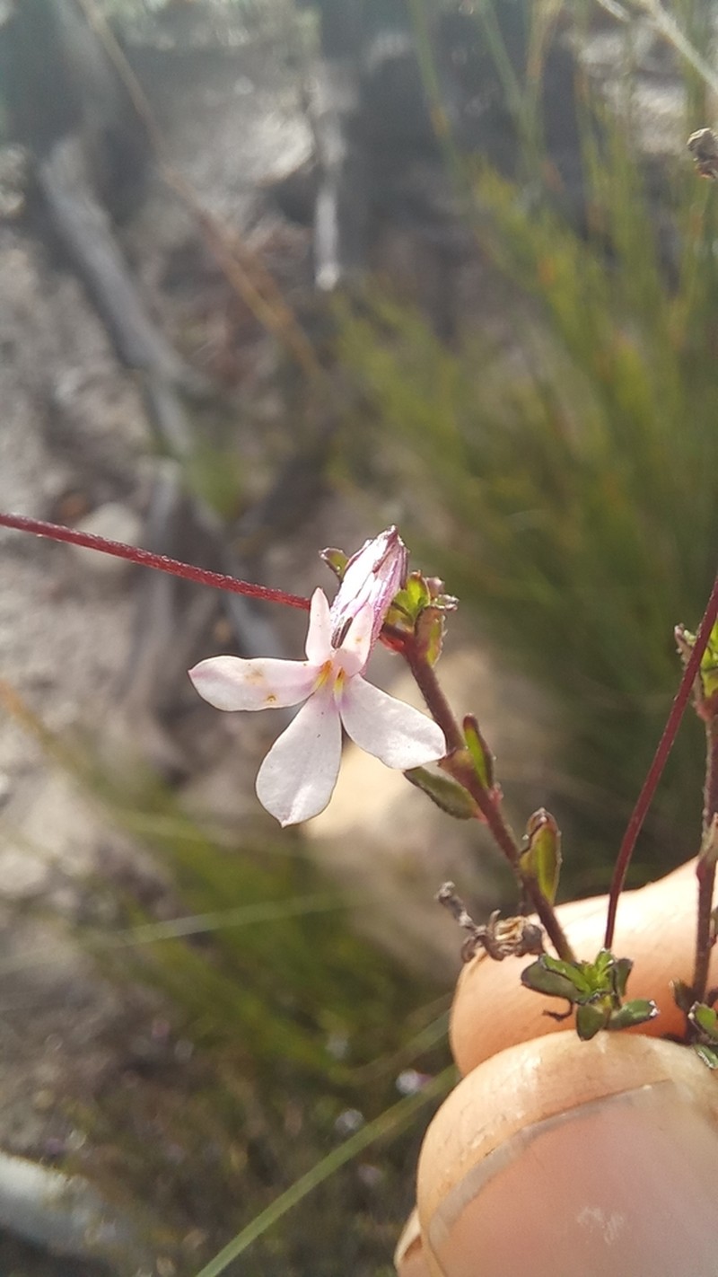 Lobelia neglecta