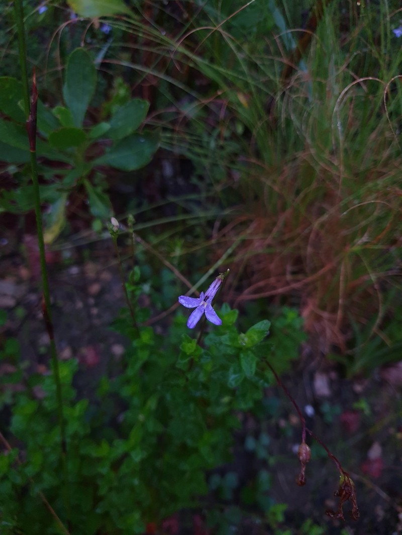 Lobelia neglecta photo 2