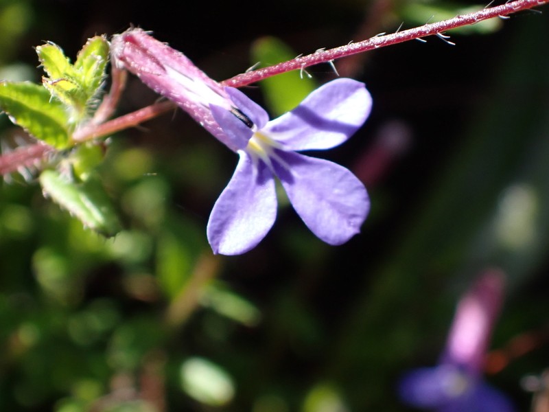Lobelia neglecta photo 3