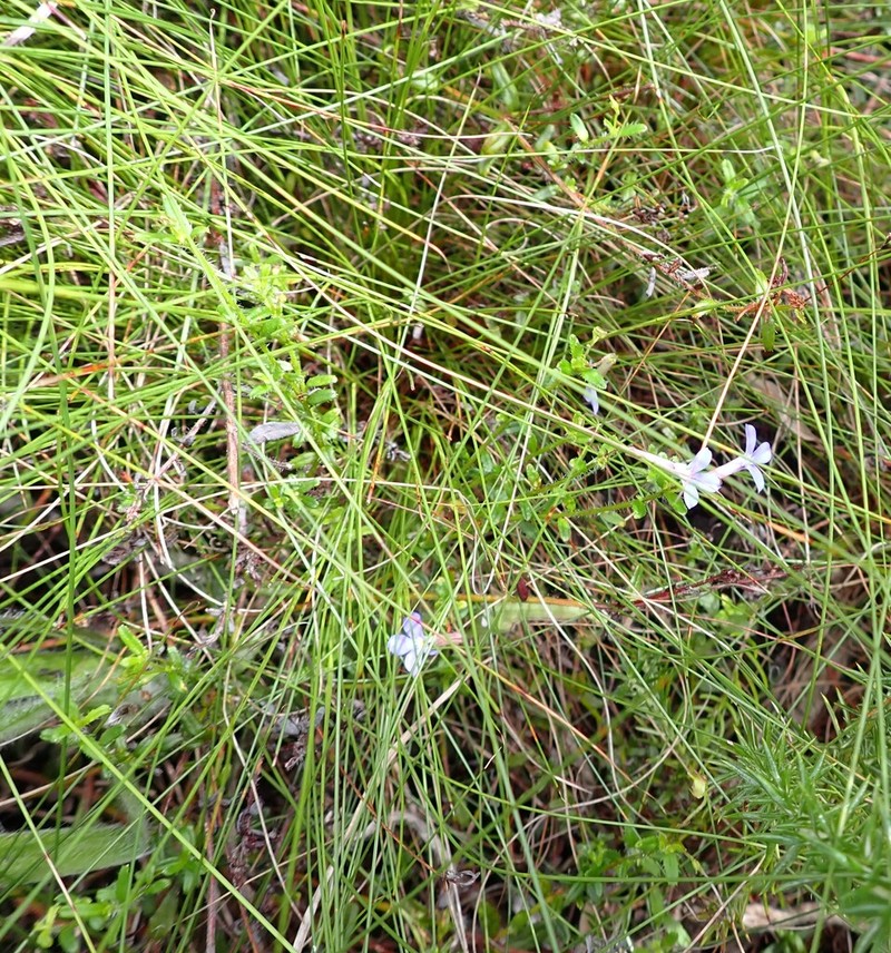 Lobelia neglecta photo 4