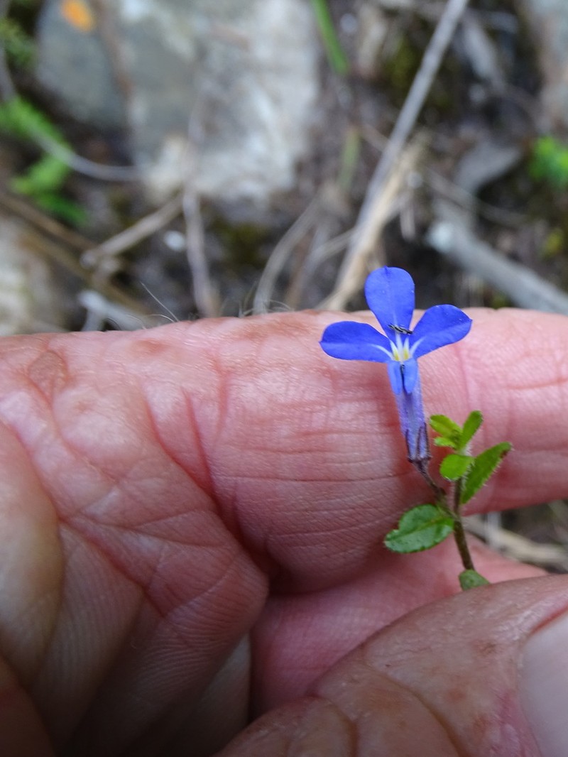 Lobelia neglecta photo 5