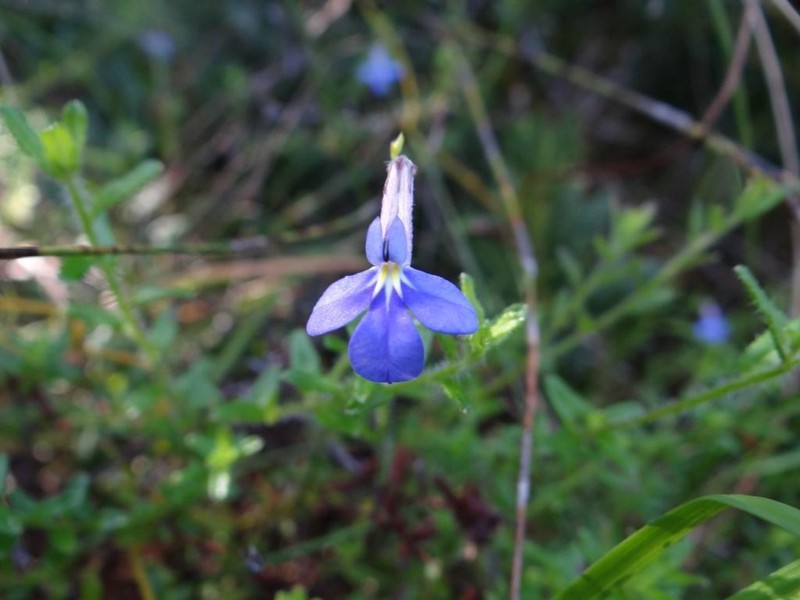 Lobelia neglecta photo 6