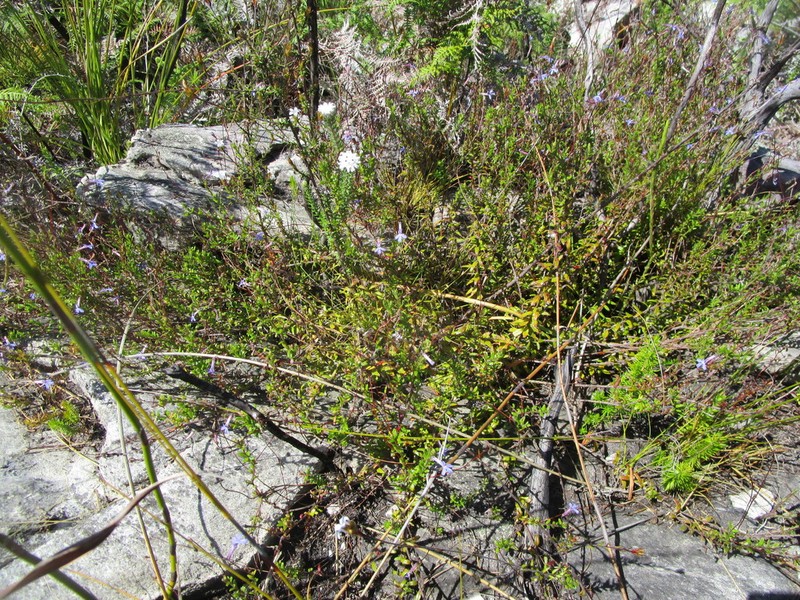 Lobelia neglecta photo 7