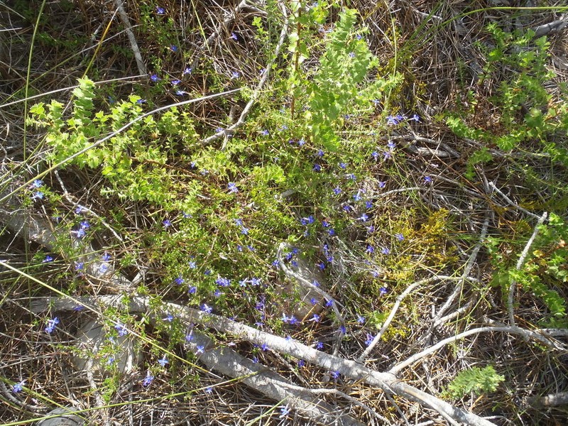 Lobelia neglecta photo 8