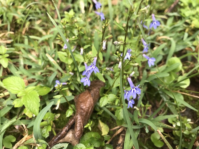 Lobelia neumannii