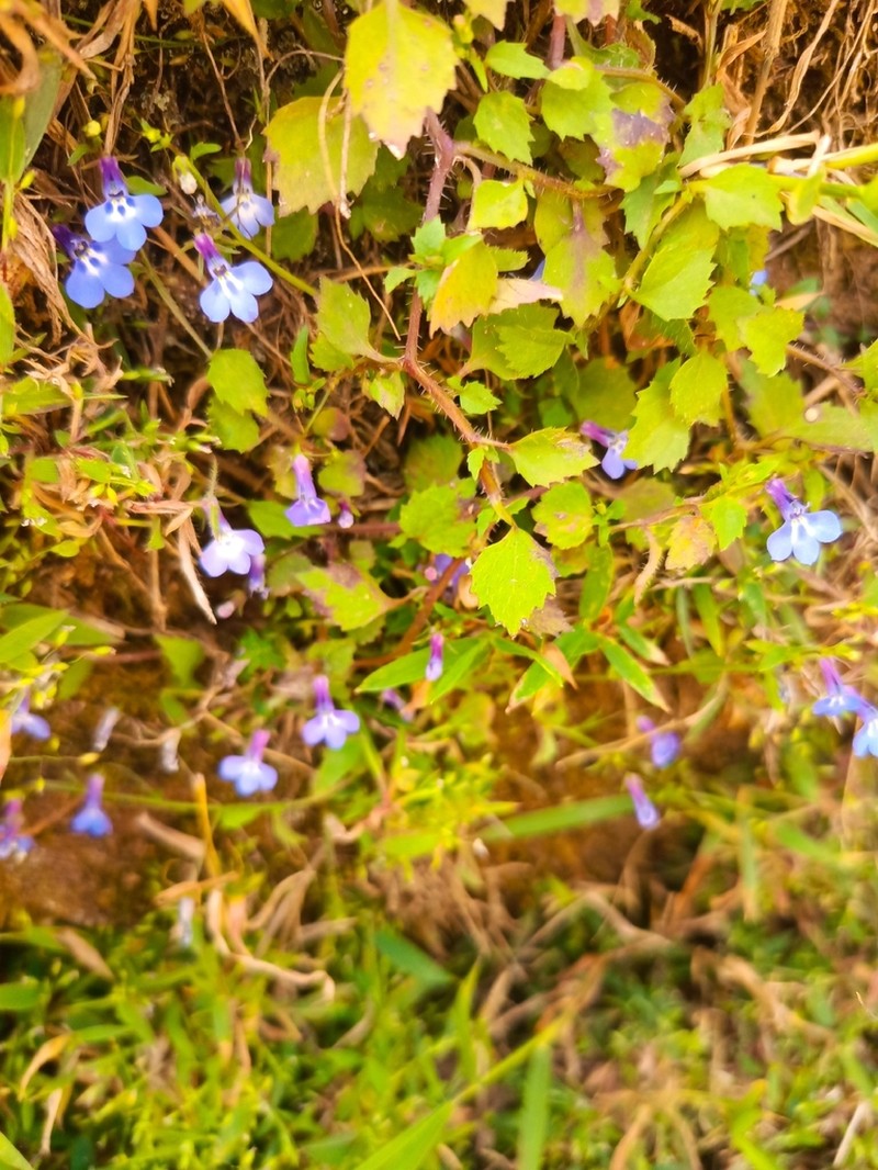 Lobelia neumannii photo 2
