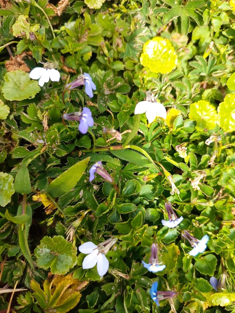 Lobelia neumannii photo 3