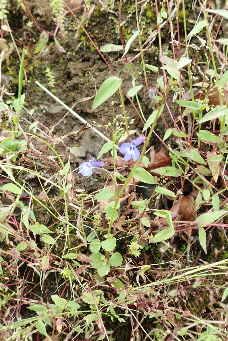 Lobelia neumannii photo 5
