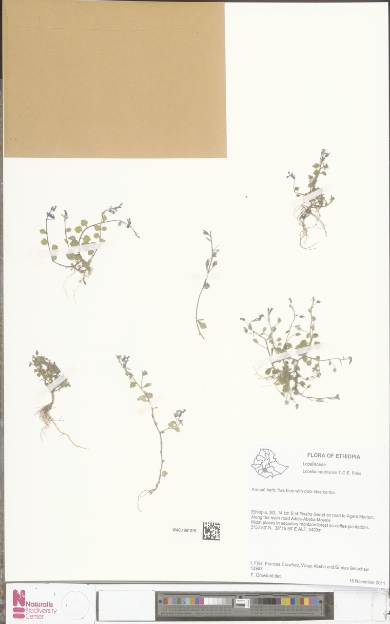 Lobelia neumannii photo 6
