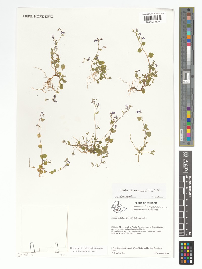 Lobelia neumannii photo 7