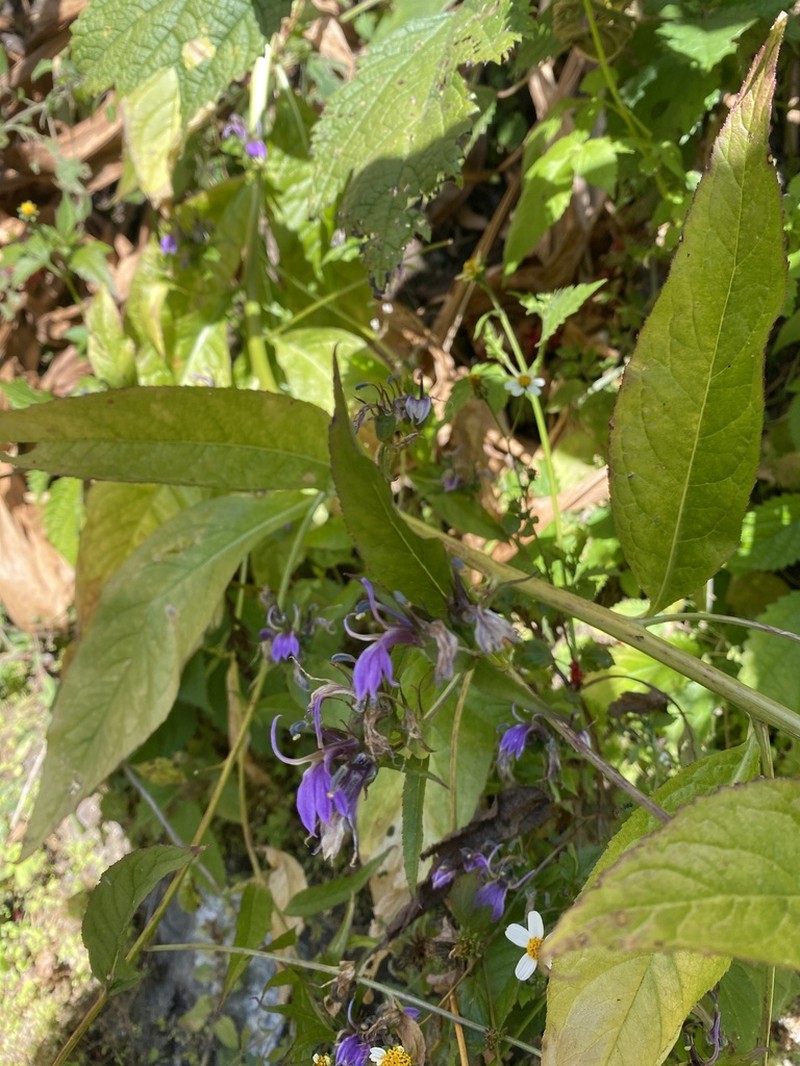 Lobelia nicotianifolia photo 2