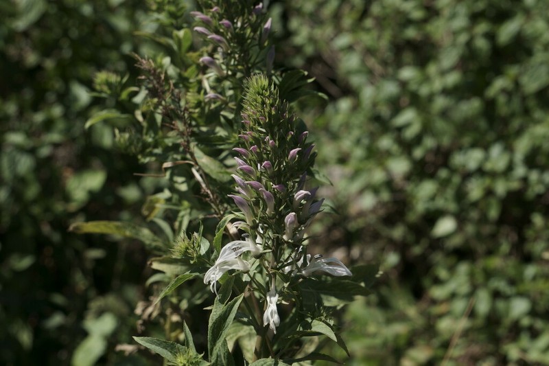 Lobelia nicotianifolia photo 3
