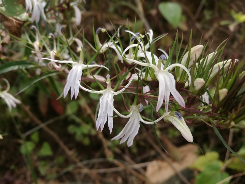 Lobelia nicotianifolia photo 4