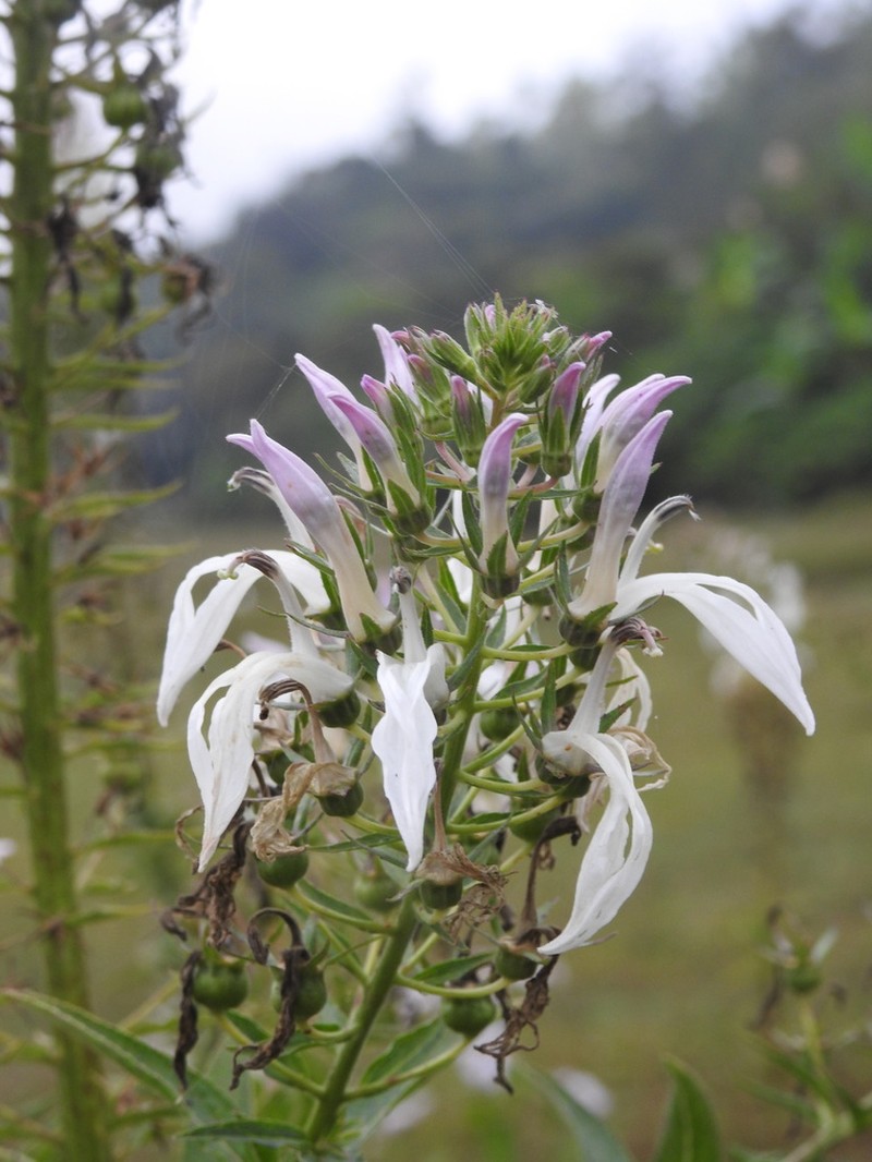 Lobelia nicotianifolia photo 5
