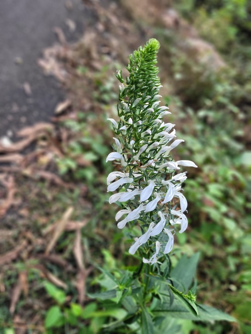 Lobelia nicotianifolia photo 6