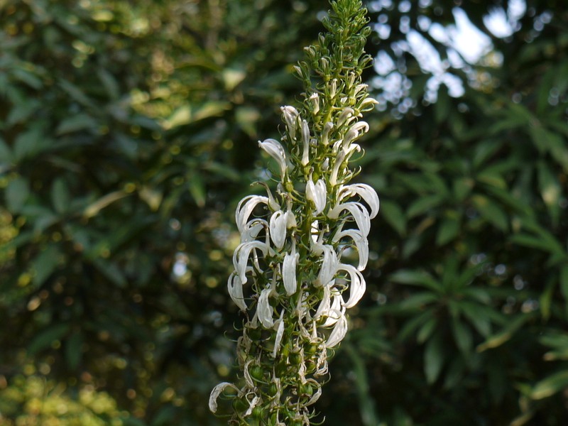 Lobelia nicotianifolia photo 7