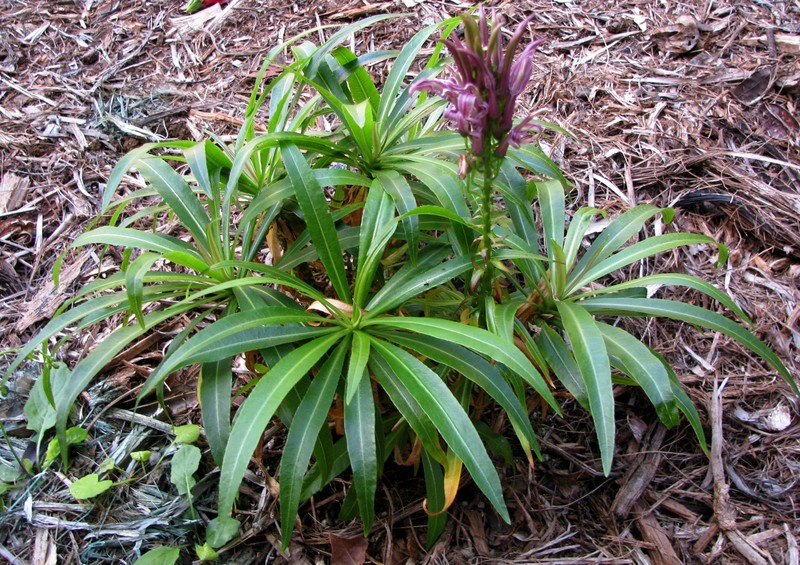 Niihau Lobelia photo 2