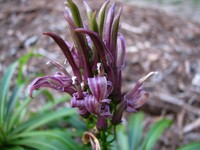 Niihau Lobelia