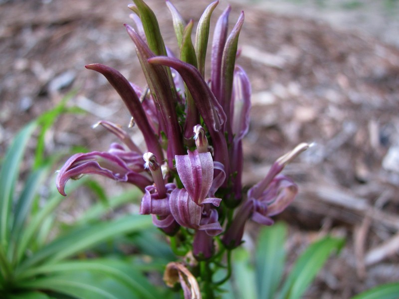Niihau Lobelia
