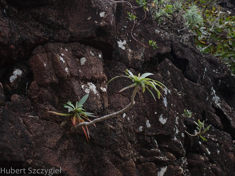 Niihau Lobelia photo 3