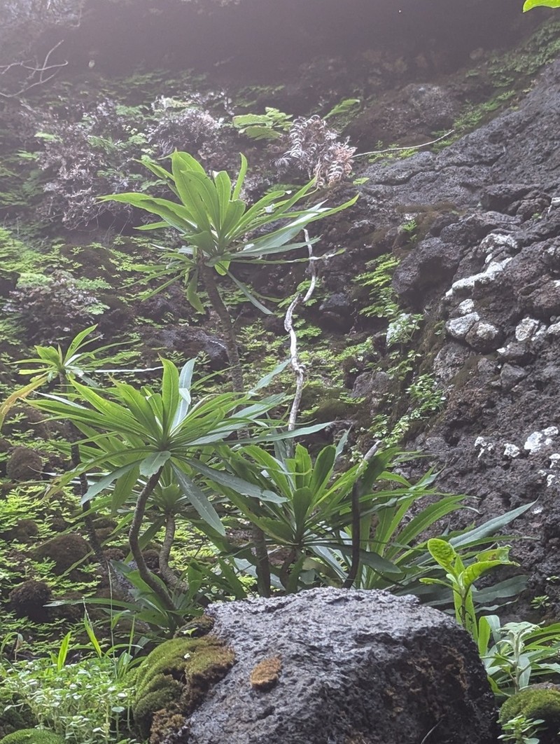 Niihau Lobelia photo 5
